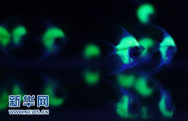 熒光魚亮相臺灣生物科技展