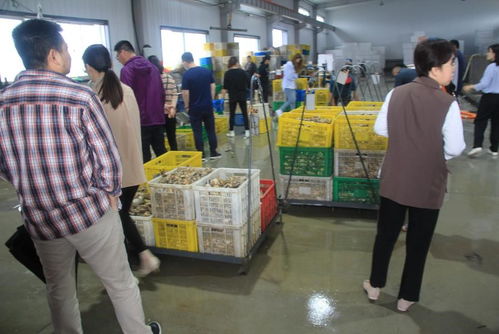 國家重點(diǎn)研發(fā)計(jì)劃 藍(lán)色糧倉科技創(chuàng)新 重點(diǎn)專項(xiàng) 重要水產(chǎn)養(yǎng)殖生物抗病和抗逆性狀的遺傳基礎(chǔ)與調(diào)控機(jī)制 項(xiàng)目中期檢查會在乳山召開